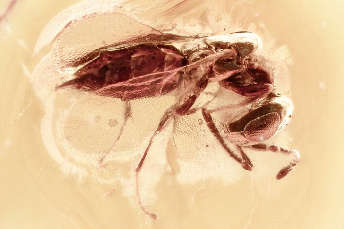 Detailed Fossil Wasp (Chalcidoidea) In Baltic Amber #367427
